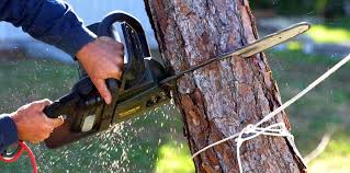 Best Commercial Tree Services  in Crandon Lakes, NJ