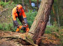 Best Palm Tree Trimming  in Crandon Lakes, NJ