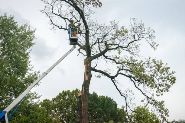 Best Tree Risk Assessment  in Crandon Lakes, NJ