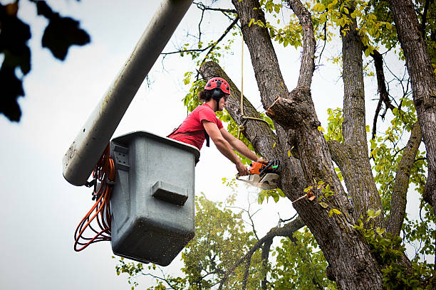 Best Tree Maintenance Programs  in Crandon Lakes, NJ